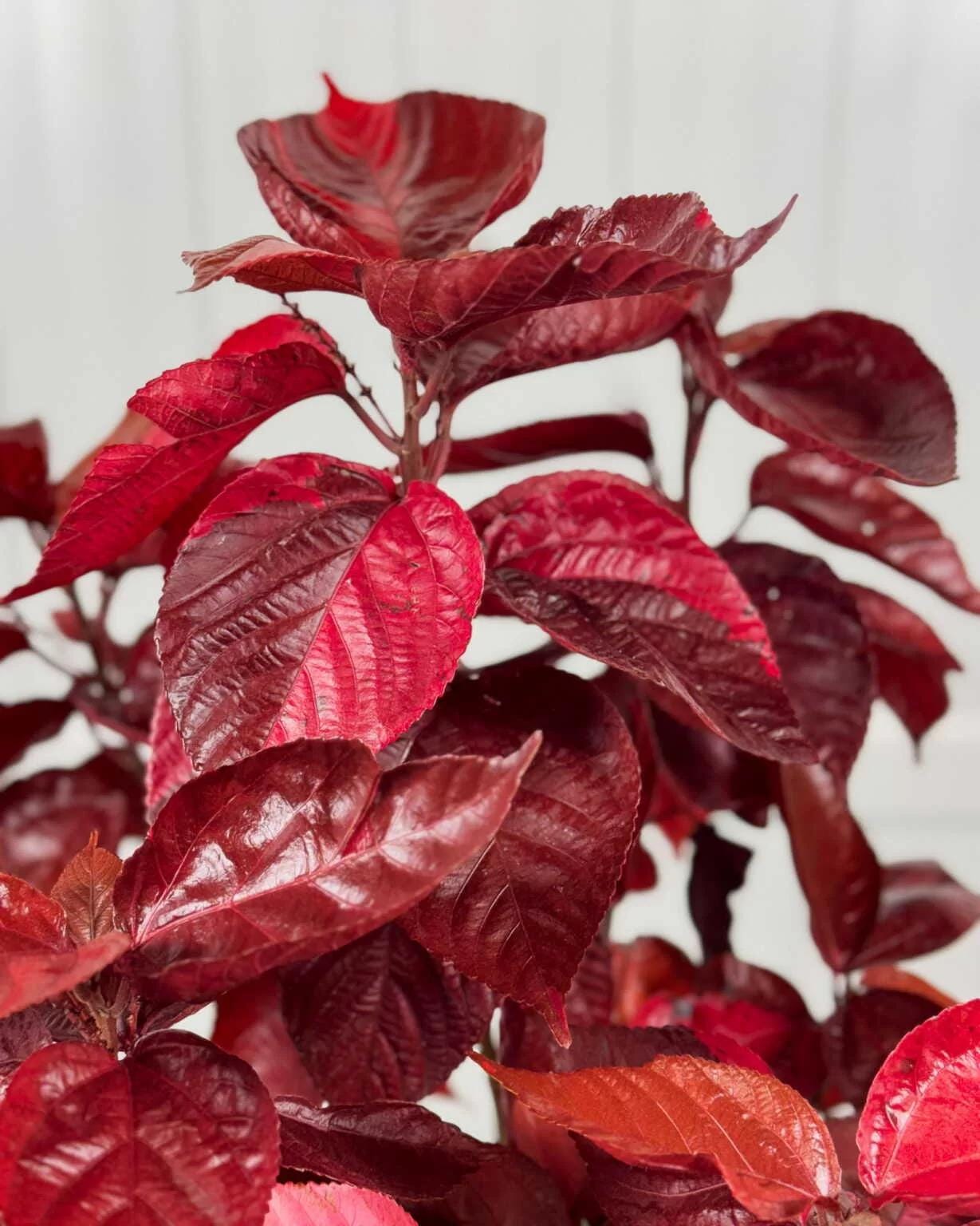 Acalypha Copper Plant 'Louisiana Red' (Jacob's Coat) 5-9" Live Plants - 2-Pack - Vibrant Bronze Foliage Fast Growing Zone 10-11