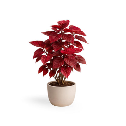Acalypha Copper Plant 'Louisiana Red' (Jacob's Coat) 5-9" Live Plants - 2-Pack - Vibrant Bronze Foliage Fast Growing Zone 10-11
