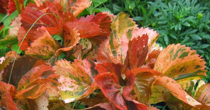 Acalypha Peach Whirl (Jacob's Coat) 5-9" Live Plants - 2-Pack - Rare Curly Bronze Bronze Foliage Fast Growing Zone 10-11
