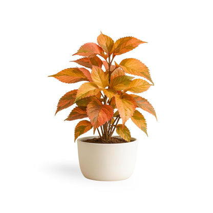 Acalypha Peach Whirl (Jacob's Coat) 5-9" Live Plants - 2-Pack - Rare Curly Bronze Bronze Foliage Fast Growing Zone 10-11
