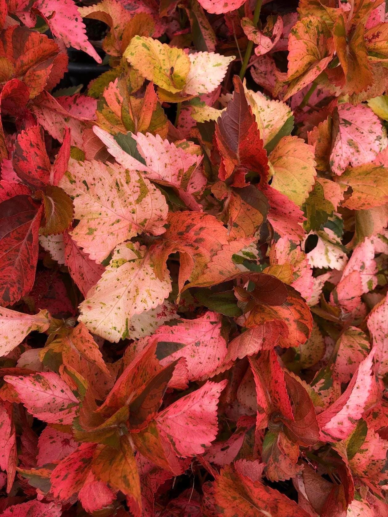 Acalypha Peach Whirl (Jacob's Coat) 5-9" Live Plants - 2-Pack - Rare Curly Bronze Bronze Foliage Fast Growing Zone 10-11