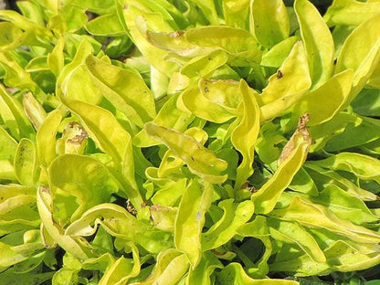Alternanthera Chartreuse (Joseph's Coat) - Pack of 2 - 5-9" Live Plants - Neon Green Foliage - High Contrast Border Plant