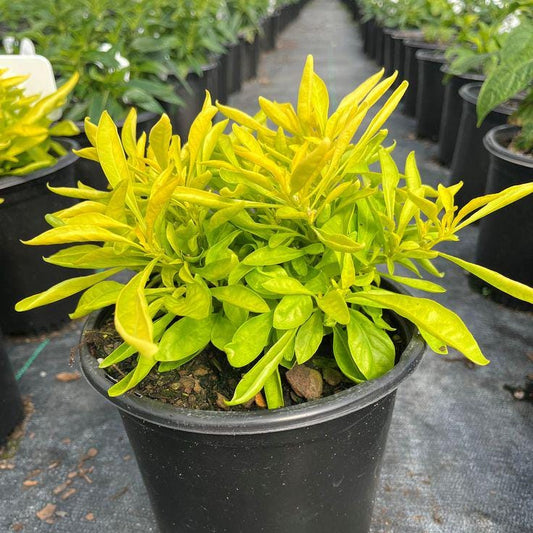 Alternanthera Chartreuse (Joseph's Coat) - Pack of 2 - 5-9" Live Plants - Neon Green Foliage - High Contrast Border Plant