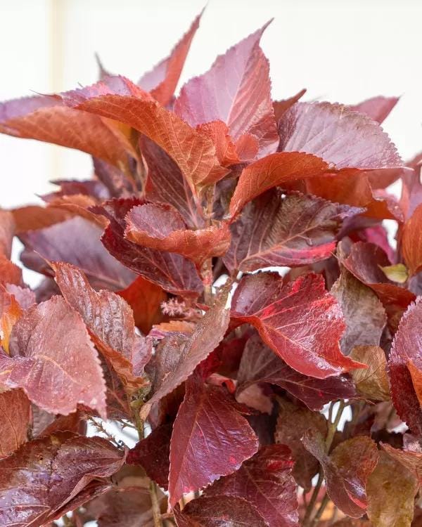 Acalypha Copper Plant 'Louisiana Red' (Jacob's Coat) 5-9" Live Plants - 2-Pack - Vibrant Bronze Foliage Fast Growing Zone 10-11