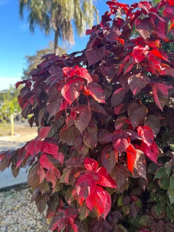 Acalypha Copper Plant 'Louisiana Red' (Jacob's Coat) 5-9" Live Plants - 2-Pack - Vibrant Bronze Foliage Fast Growing Zone 10-11