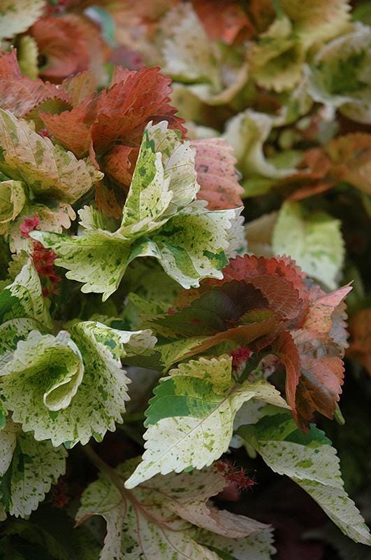 Acalypha Peach Whirl (Jacob's Coat) 5-9" Live Plants - 2-Pack - Rare Curly Bronze Bronze Foliage Fast Growing Zone 10-11