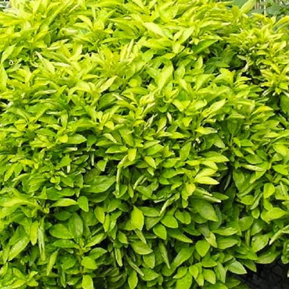 Alternanthera Chartreuse (Joseph's Coat) - Pack of 2 - 5-9" Live Plants - Neon Green Foliage - High Contrast Border Plant