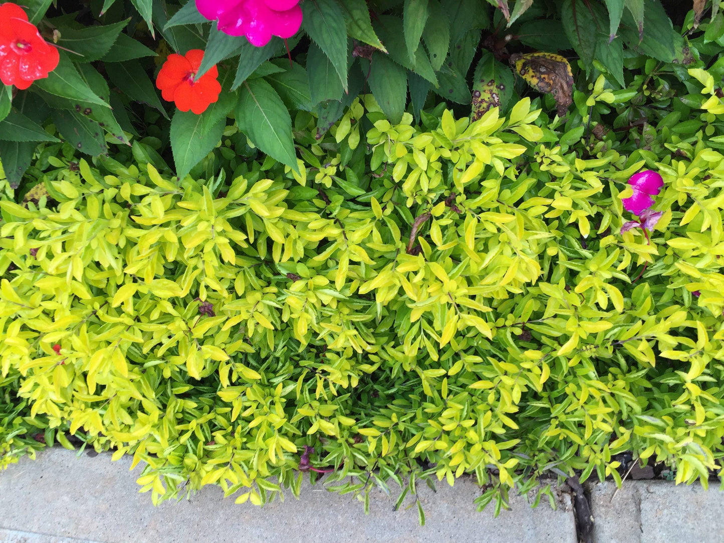 Alternanthera Chartreuse (Joseph's Coat) - Pack of 2 - 5-9" Live Plants - Neon Green Foliage - High Contrast Border Plant