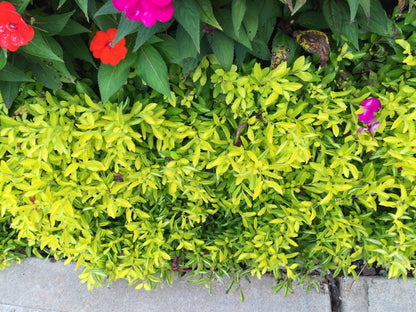Alternanthera Chartreuse (Joseph's Coat) - Pack of 2 - 5-9" Live Plants - Neon Green Foliage - High Contrast Border Plant