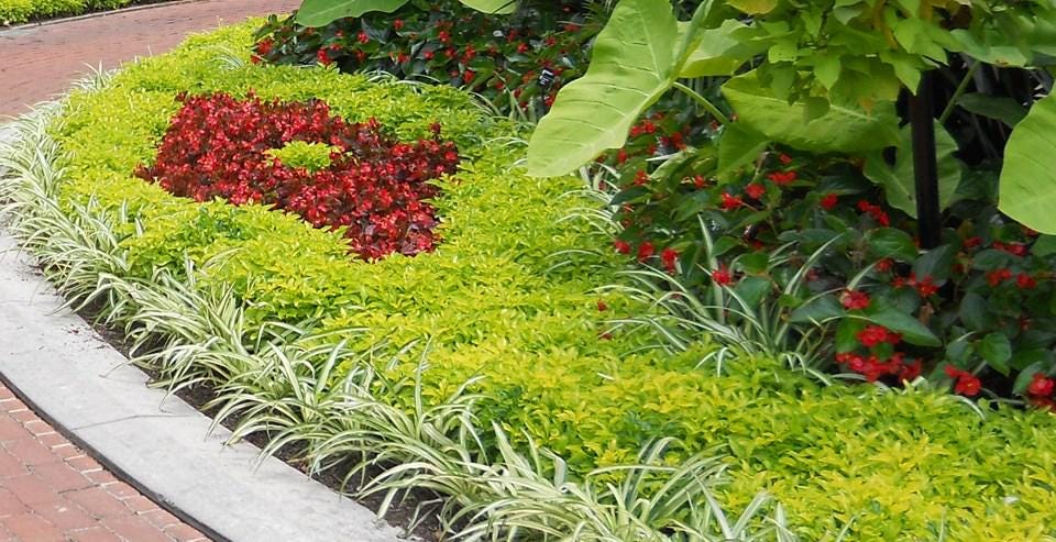 Alternanthera Chartreuse (Joseph's Coat) - Pack of 2 - 5-9" Live Plants - Neon Green Foliage - High Contrast Border Plant
