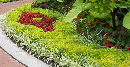 Alternanthera Chartreuse (Joseph's Coat) - Pack of 2 - 5-9" Live Plants - Neon Green Foliage - High Contrast Border Plant