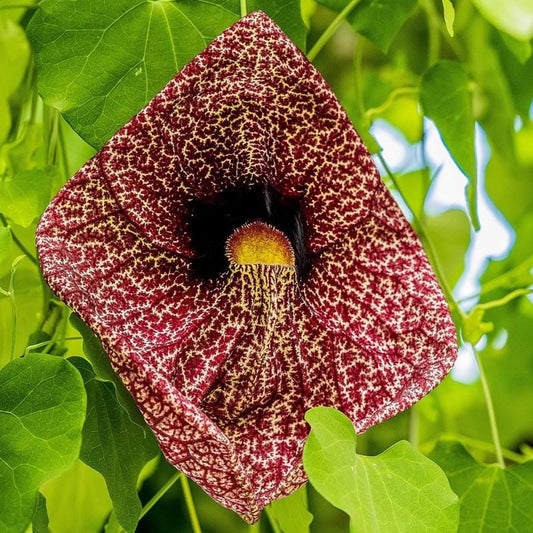 Giant Dutchman's Pipe Plant - Aristolochia Gigantea - Pack of 2 - 5-9" Live Plants - Huge 8" Burgundy Flowers