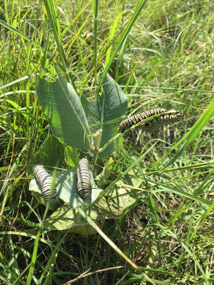 Milkweed Live Plants - 2 (Two) Broadleaf Milkweed Plants for Butterfly - Hardy Desert Milkweed