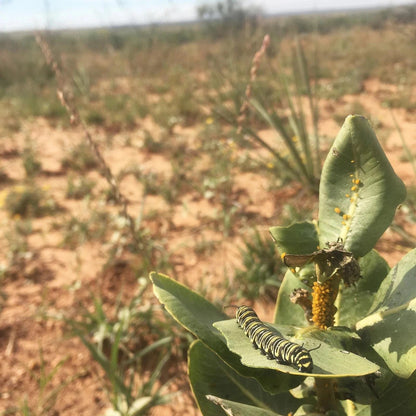 Milkweed Live Plants - 2 (Two) Broadleaf Milkweed Plants for Butterfly - Hardy Desert Milkweed