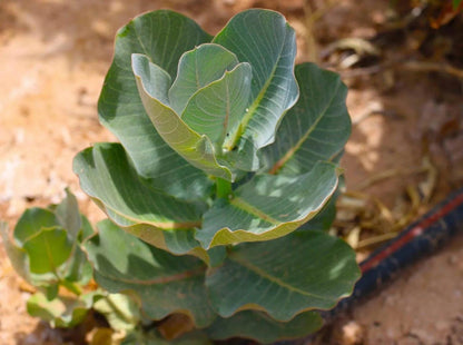 Milkweed Live Plants - 2 (Two) Broadleaf Milkweed Plants for Butterfly - Hardy Desert Milkweed