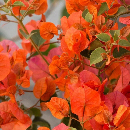 Orange Bougainvillea Flower Plants - Pack of 2 Live Orange Opal Bougainvilleas - 4-6 Inches Tall - Rare Multi-Colored Blooms