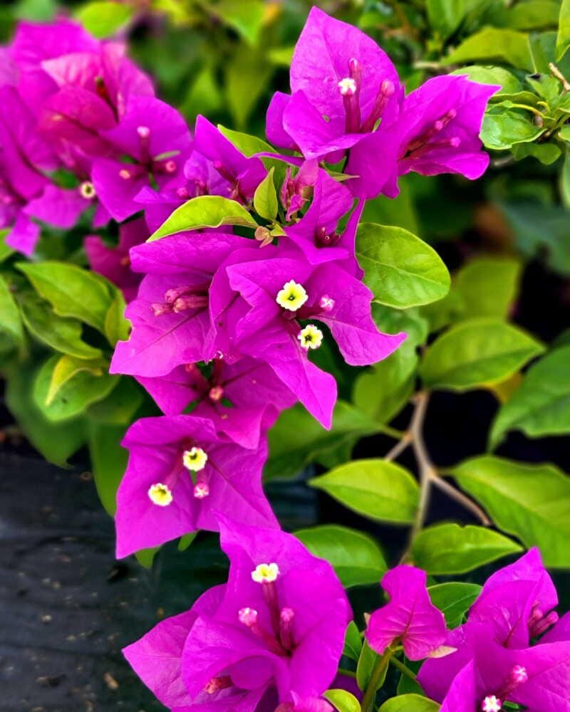 Purple Bougainvillea Plants - Live Bougainvillea New River – Pack of 2 (4-6 Inches Tall) – Deep Violet Climbing Vine - Drought Tolerant