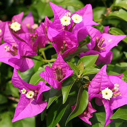 Purple Bougainvillea Plants - Live Bougainvillea New River – Pack of 2 (4-6 Inches Tall) – Deep Violet Climbing Vine - Drought Tolerant