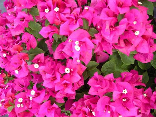 Pink Bougainvillea Live Plant - 2 (Two) Live Helen Johnson Bougainvillea Starter Plants - Dwarf Bushy Shrub - Drought Tolerant