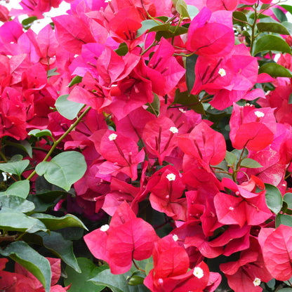 Pink Bougainvillea Live Plant - 2 (Two) Live Helen Johnson Bougainvillea Starter Plants - Dwarf Bushy Shrub - Drought Tolerant