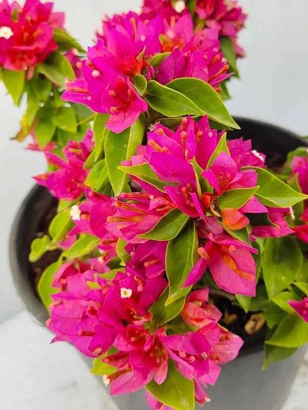 Bougainvillea Plants - Live Bougainvillea Pixie Pink Plants – Pack of 2 – Vibrant Pink Blooms – Rare Dwarf Shrub - Drought Tolerant