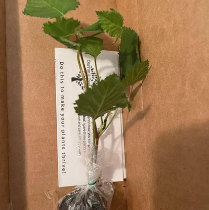 Ponca Thornless Blackberry Plant: Pack of 2 Live Starter Plants (4-6 inch) - Sweetest Berry – Cold Hardy Zones 5-9