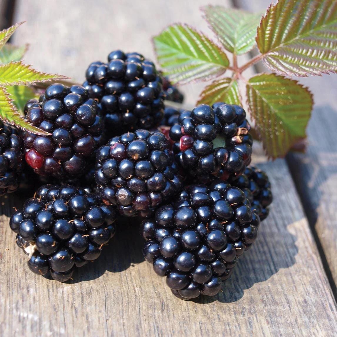 Chester Blackberry Live Plant (5-9" Tall) – Thornless Sweet Berry Bush – Cold Hardy Zones 5-8 – Late Season Rubus Starter