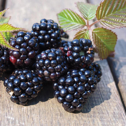 Chester Blackberry Live Plant (5-9" Tall) – Thornless Sweet Berry Bush – Cold Hardy Zones 5-8 – Late Season Rubus Starter