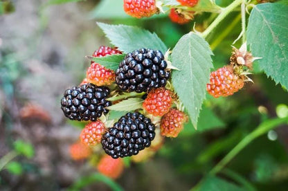 Osage Blackberry Live Plant (5-9" Tall) – Sweetest Thornless Berry Bush – Cold Hardy Zones 6-10