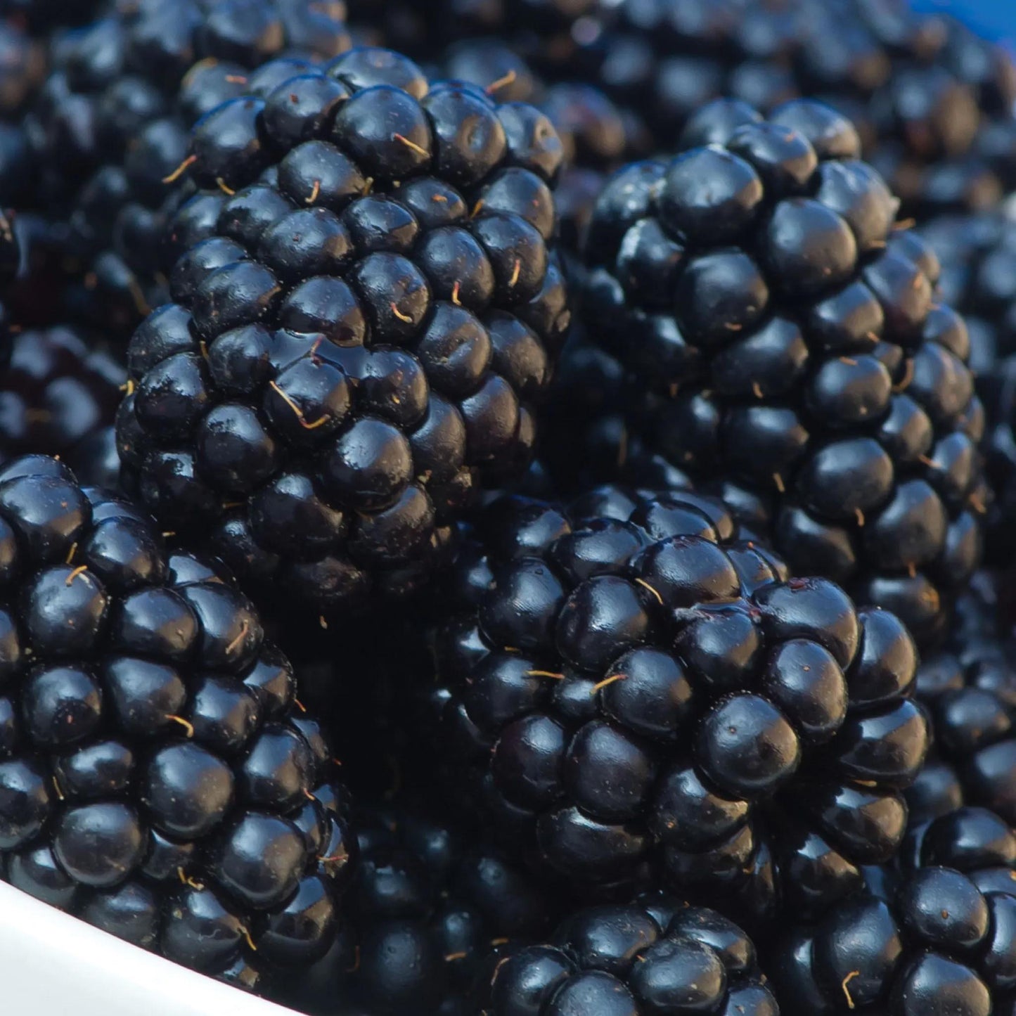 Osage Blackberry Live Plant (5-9" Tall) – Sweetest Thornless Berry Bush – Cold Hardy Zones 6-10