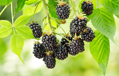 Ouachita Blackberry Live Plant (5-9" Tall) – Thornless Sweet Berry Bush – Zones 6-9