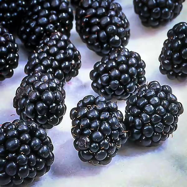 Ouachita Blackberry Live Plant (5-9" Tall) – Thornless Sweet Berry Bush – Zones 6-9