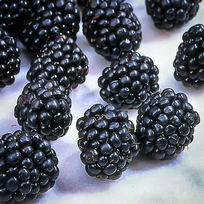 Ouachita Blackberry Live Plant (5-9" Tall) – Thornless Sweet Berry Bush – Zones 6-9