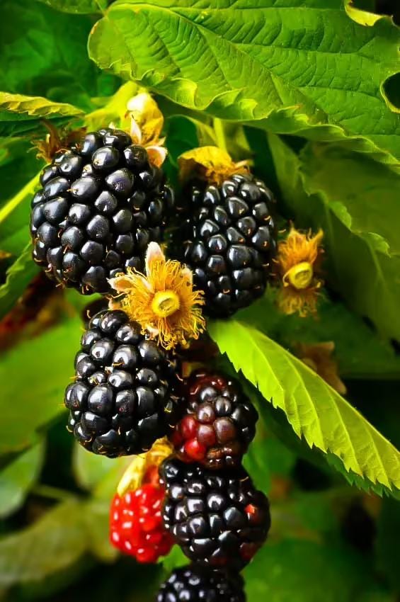 Ouachita Blackberry Live Plant (5-9" Tall) – Thornless Sweet Berry Bush – Zones 6-9