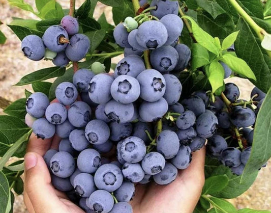 Springhigh Blueberry Plants 5-9" Live Bush - Pack of 2 (Two) - Earliest Ripening Southern Highbush - Large Sweet Fruit Zone 8-10