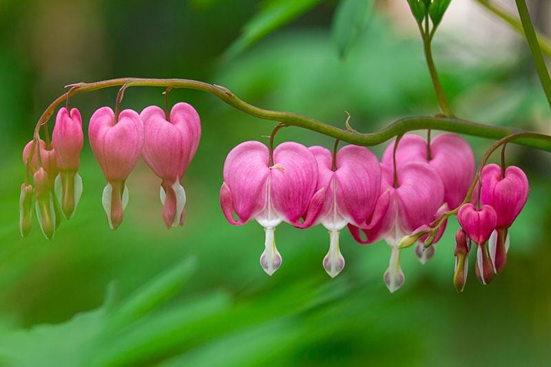 Red Bleeding Heart - Pack of 2 (TWO) - Dicentra spectabilis 5-9" Live Plants - Rare Cherry Red Valentine Blooms - Cold Hardy Zone 3-9