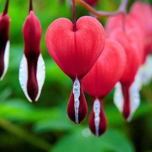 Red Bleeding Heart - Pack of 2 (TWO) - Dicentra spectabilis 5-9" Live Plants - Rare Cherry Red Valentine Blooms - Cold Hardy Zone 3-9