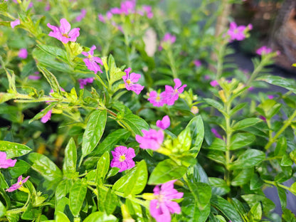 Cuphea Allyson (Mexican Heather) - Pack of 2 (TWO) 5-9" Live Plants - Non-Stop Purple Blooms