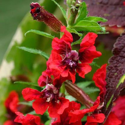 Bat-Faced Cuphea (Cuphea llavea) - Pack of 2 (TWO) - 5-9" Live Plants - Unique Red & Purple Bat Flowers