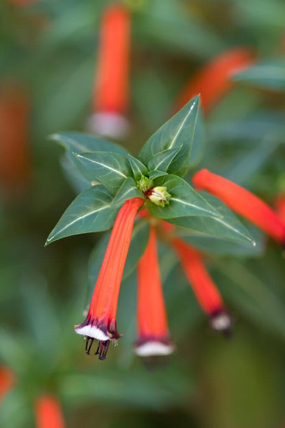 Big Cigar Cuphea Plant (Cuphea Ignea) - Pack of 2 (TWO) - Mexican Cigar Plant - 5-9" Live Plants - Orange Firecracker Flower