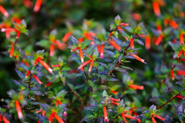 Big Cigar Cuphea Plant (Cuphea Ignea) - Pack of 2 (TWO) - Mexican Cigar Plant - 5-9" Live Plants - Orange Firecracker Flower