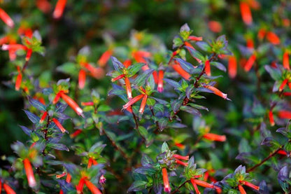 Big Cigar Cuphea Plant (Cuphea Ignea) - Pack of 2 (TWO) - Mexican Cigar Plant - 5-9" Live Plants - Orange Firecracker Flower
