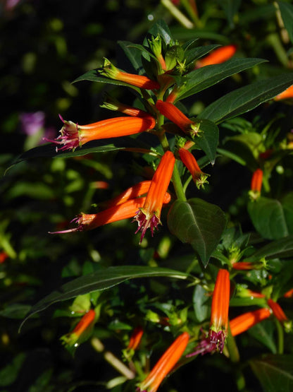 Cuphea David Verity (Large Cigar Plant) 5-9" Pack of 2 (TWO) Live Plants - Orange Firecracker Flower