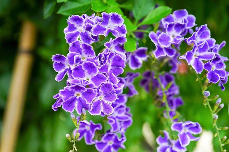 Duranta Blue Live Plants (5-9" Tall) - Pack of 2 (TWO) - Golden Dewdrop Sky Flower - Fast Growing Pollinator Magnet