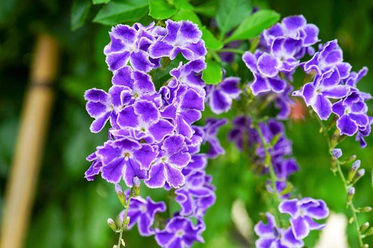 Duranta Blue Live Plants (5-9" Tall) - Pack of 2 (TWO) - Golden Dewdrop Sky Flower - Fast Growing Pollinator Magnet