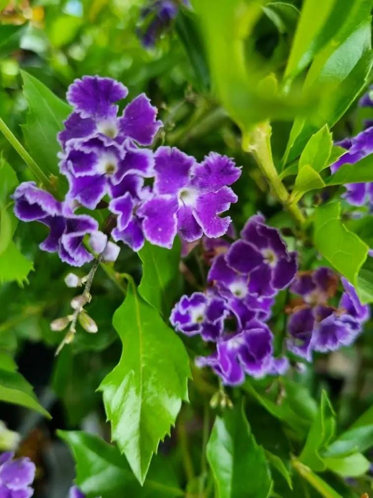 Duranta Blue Live Plants (5-9" Tall) - Pack of 2 (TWO) - Golden Dewdrop Sky Flower - Fast Growing Pollinator Magnet