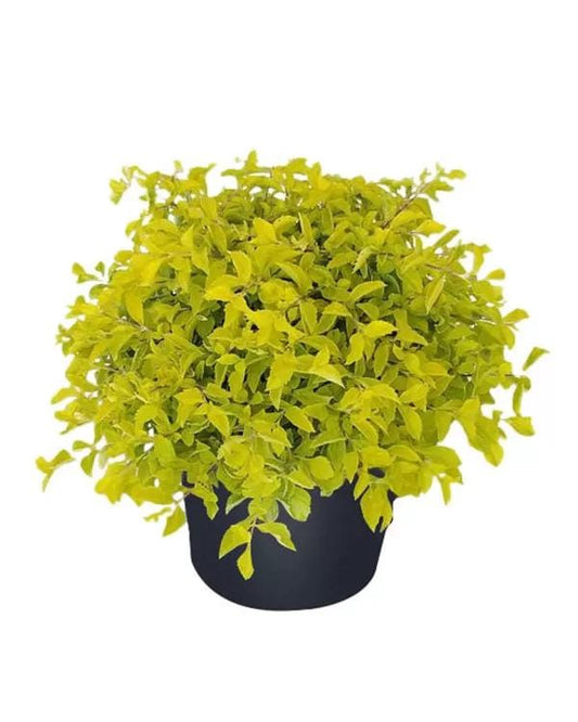 Duranta Gold Mound Live Plants (5-9" Tall) - Pack of 2 (TWO) - Golden Dewdrop - Vibrant Chartreuse Foliage