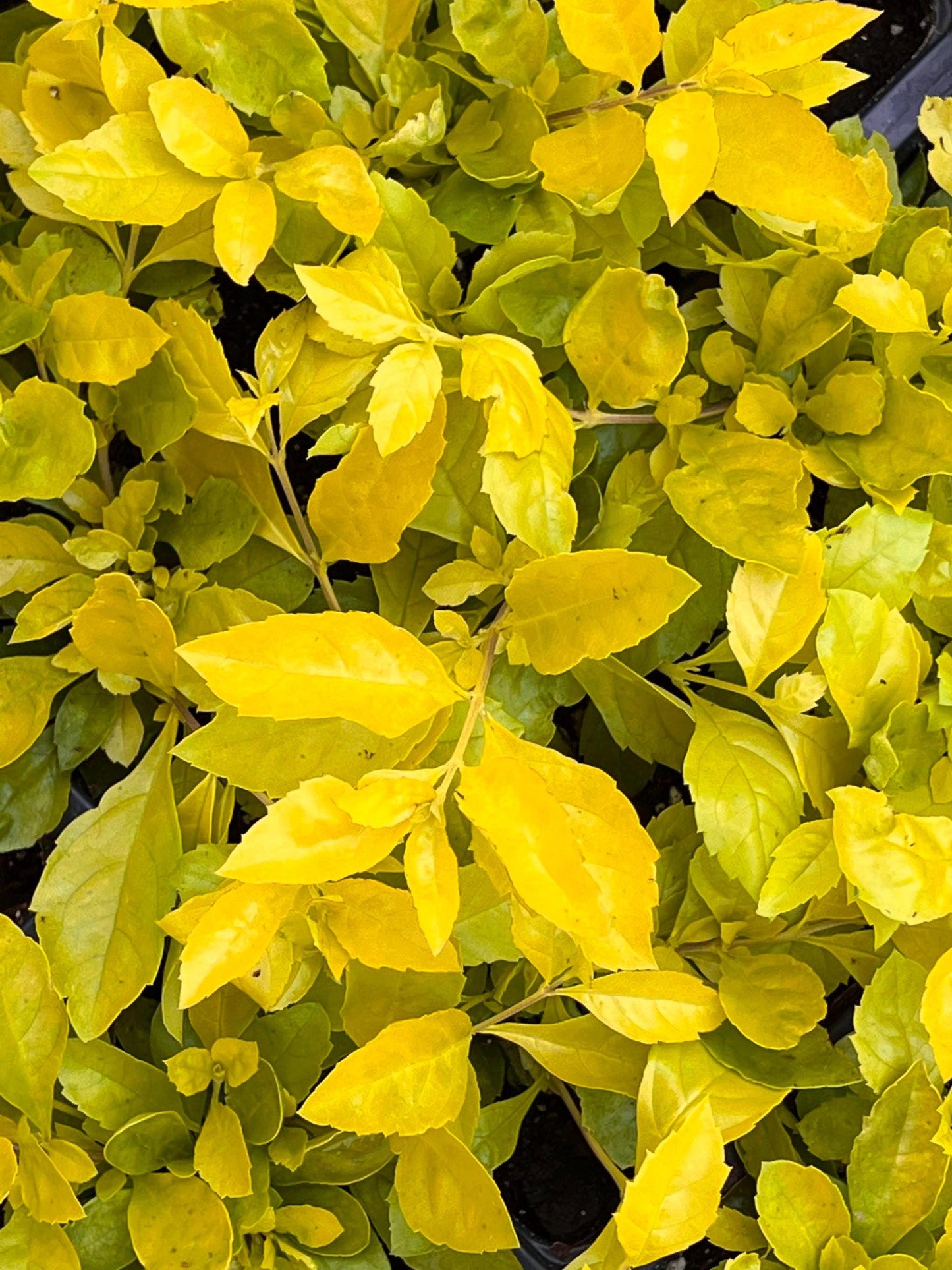 Duranta Gold Mound Live Plants (5-9" Tall) - Pack of 2 (TWO) - Golden Dewdrop - Vibrant Chartreuse Foliage