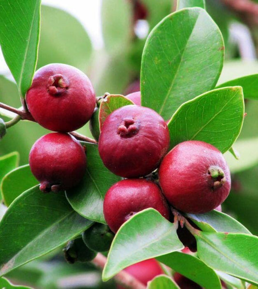 Live Red Strawberry Guava Plant (5-9" Tall) - Psidium cattleyanum - Sweet Edible Fruit Tree - Compact Indoor/Outdoor Container Garden