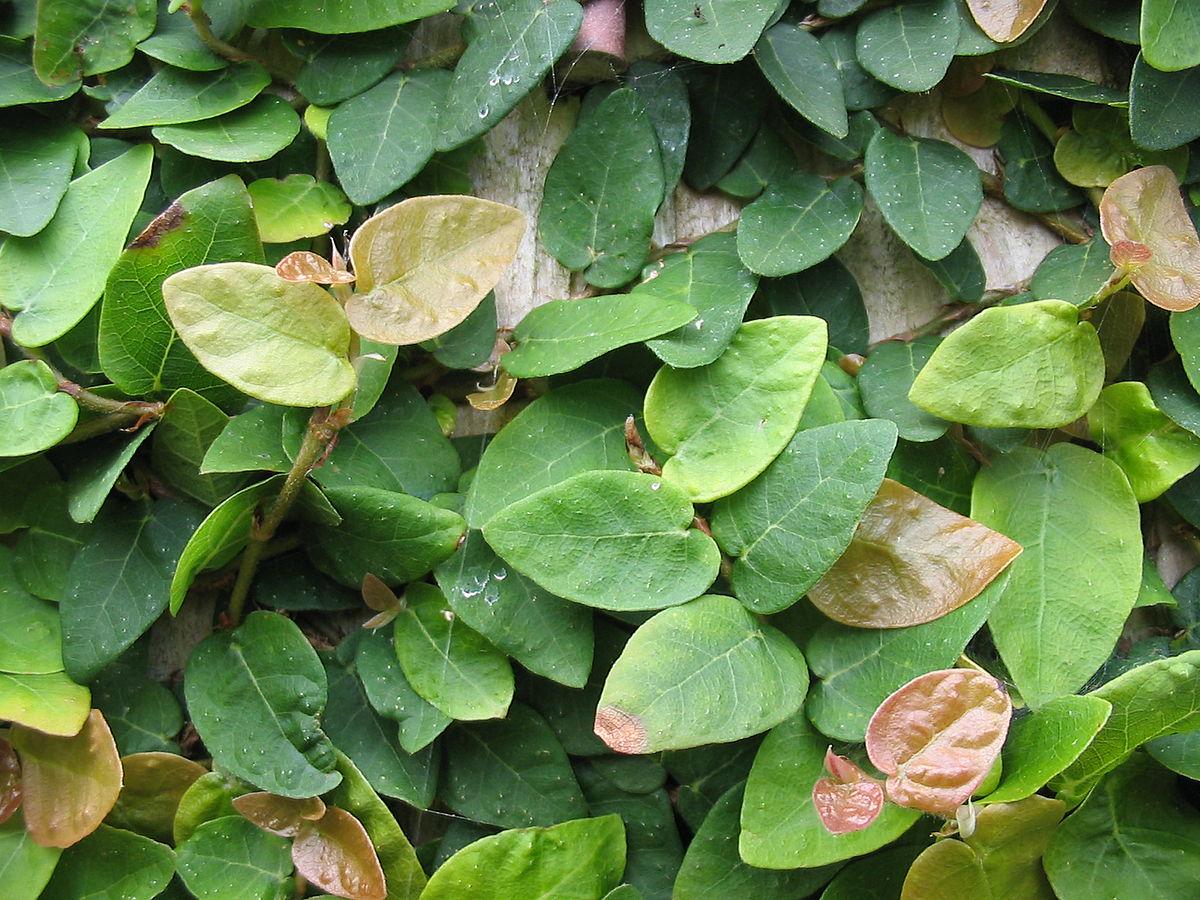 Creeping Fig Live Plants (5-9") - Pack of 2 (TWO) - Ficus pumila Climbing Vine - Fast Growing Wall Coverage